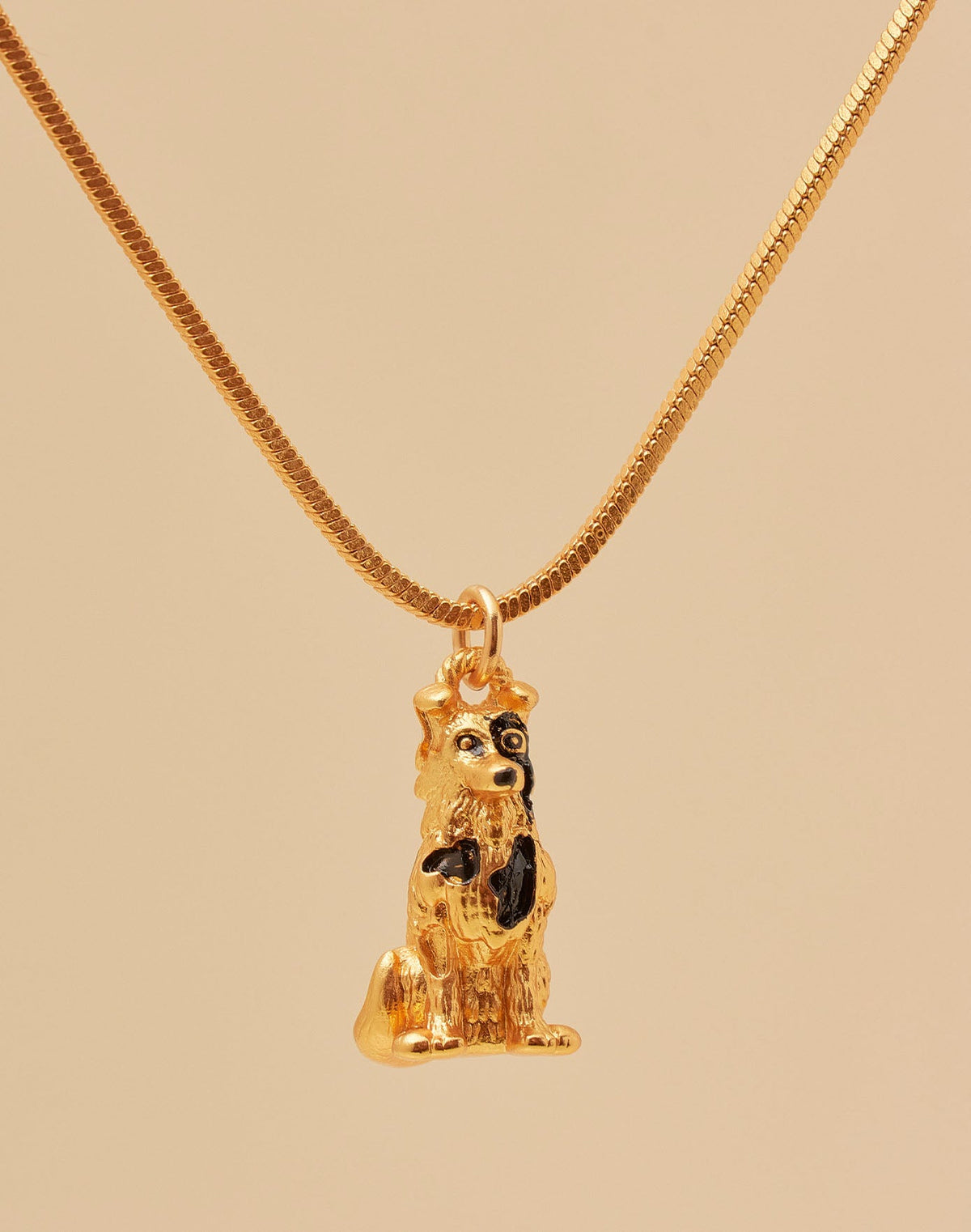 Collar Border Collie