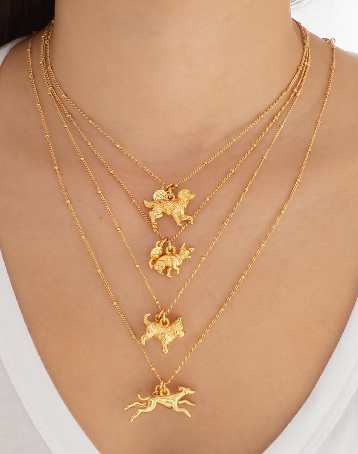 Collar Golden Retriever