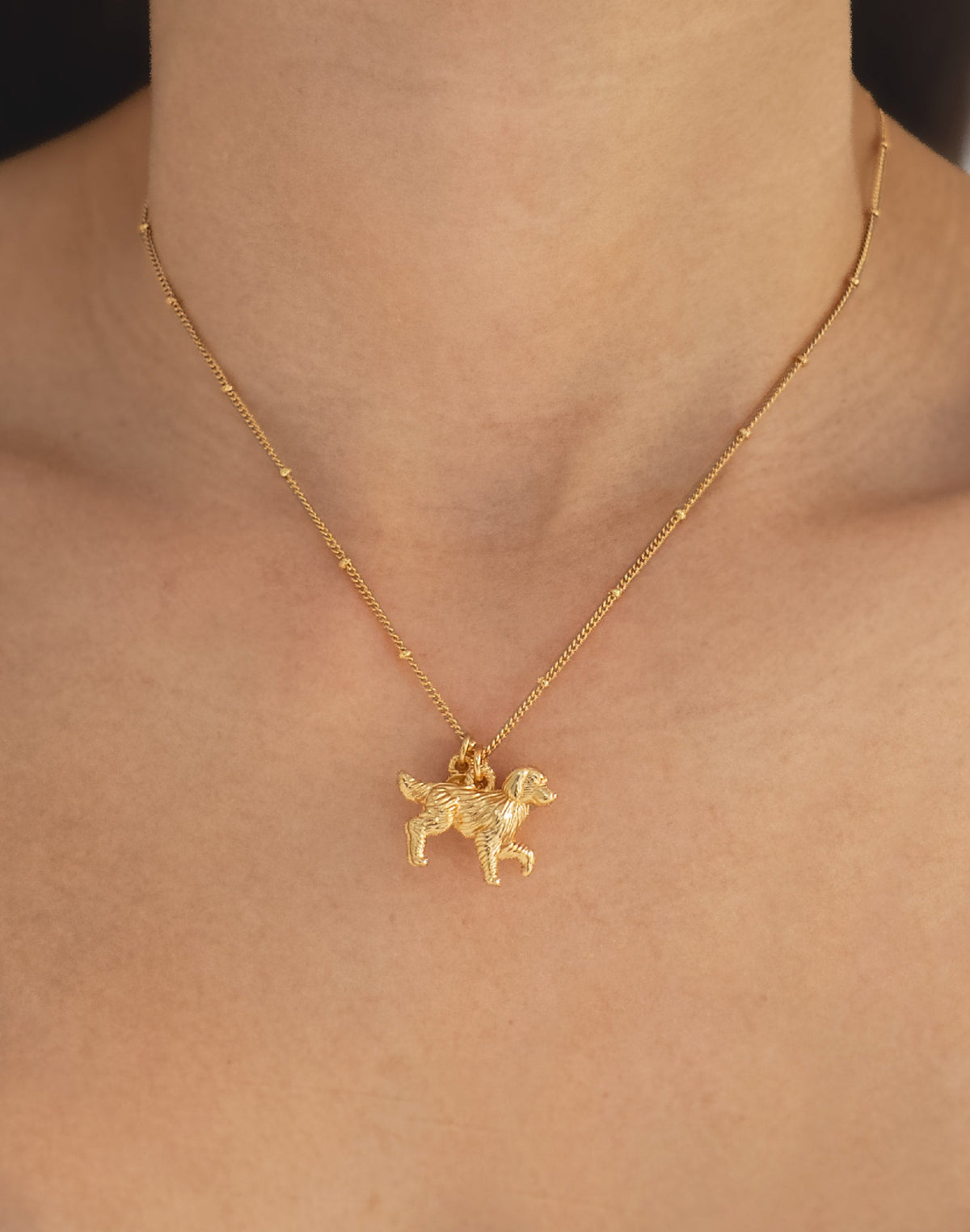 Collar Golden Retriever